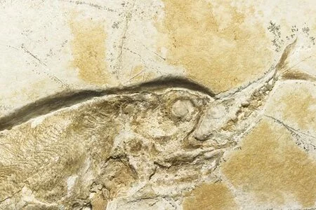 Der Raubfisch verstarb, noch während er seine Beute verschlang, versank im Schlamm des Jurameeres und wurde versteinert.