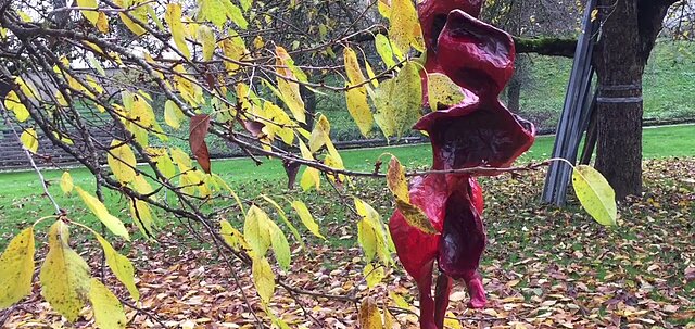 Herbst-Flamenco