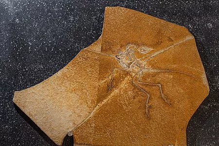 Der versteinerte Skelettfund des Archaopteryx ist zu sehen. Die Kalkplatte liegt auf einem grauen Hintergrund.