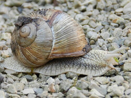 Schnecke