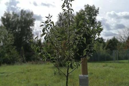 Sorte Sternrenette. Weihnachtsapfel, mit Schild der Spendenaktion vom ersten Eichstätter Tag des Wanderns
