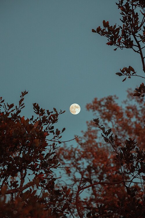 Der Vollmond scheint über einem Baum