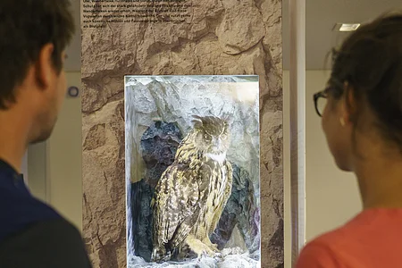 Ausstellung im Informationszentrum Naturpark Altmühltal Zwei Personen betrachten ein Ausstellungsplakat mit einem Bild einer Eule in einer Felsnische.