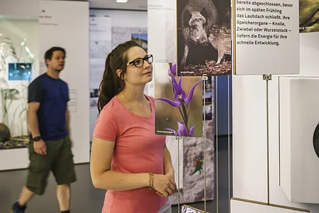 Ausstellungen im Informationszentrum Naturpark Altmühltal Eine Frau betrachtet eine Ausstellung mit hängenden Tafeln, die Bilder und Texte zeigen. Im Hintergrund geht ein Mann vorbei.