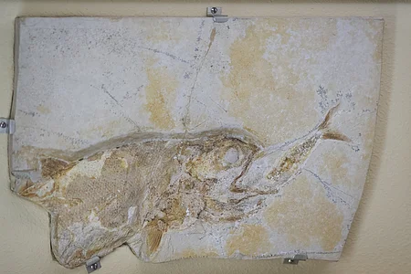 Ein fossiler Fisch in einem rechteckigen Steinblock, an der Wand befestigt.