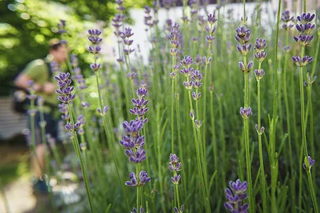 Lavendelblüten im Vordergrund, unscharfe Person im Hintergrund.