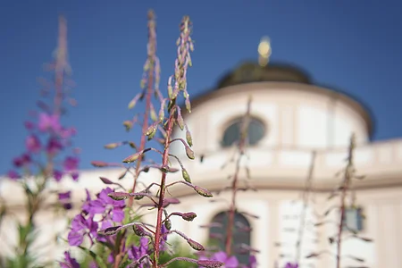 Lila Blüten im Vordergrund, verschwommenes Gebäude mit Kuppel im Hintergrund. Blauer Himmel.