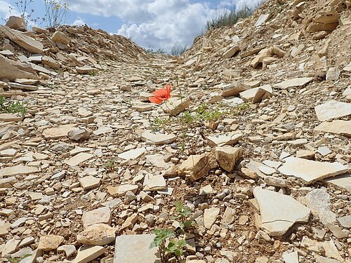 Biotop auf dem Blumenberg Eine einzelne rote Blume inmitten von Abraum des in der Nähe liegenden Steinbruchs.