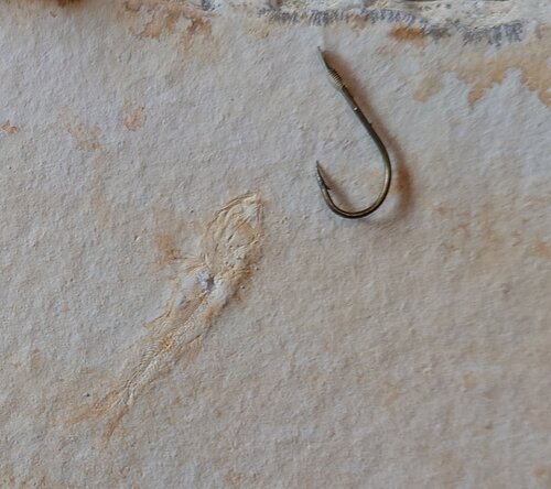 Fossiler Fisch und Angelhaken liegen nebeneinander auf einer hellen Steinoberfläche.