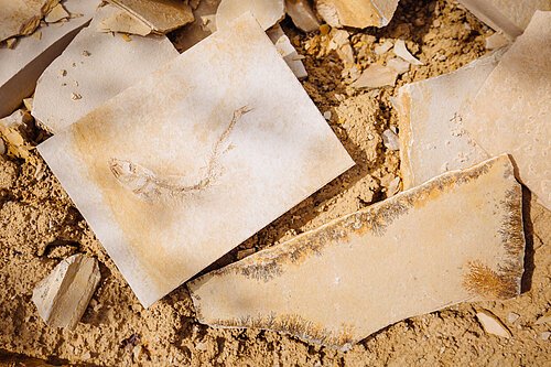 Steinplatten Steinplatten mit Dendriten und Fossilien