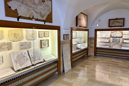 Der Ausstellungsraum des Msueums mit Vitrinen an den Wänden, in denen die Fossilien des Jura-Meeres ausgestellt sind.