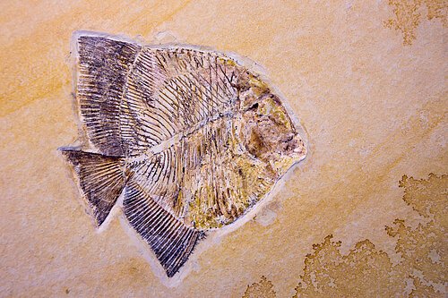 Fossilien im Museum Bergér