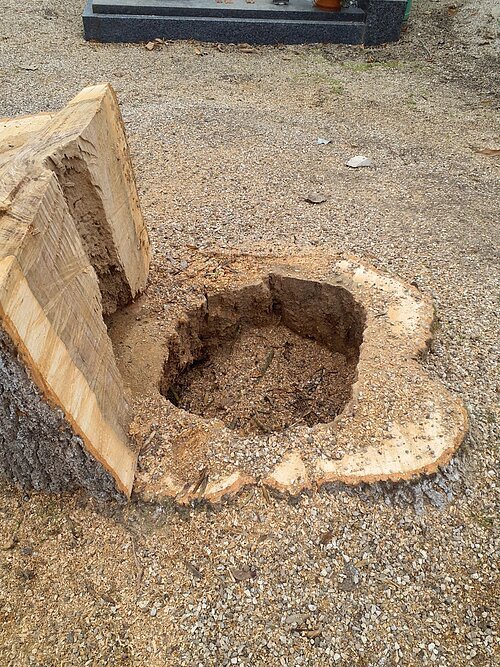 Der Baumstumpf der gefällten Esche am Friedhof, der deutlich den Schaden des äußerlich gesunden Baums zeigt.