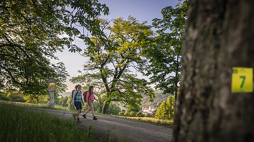 Zwei Wanderinnen mit Rucksäcken unter alten Bäumen, Stamm mit gelbem Schild und Zahl 7 im Vordergrund.