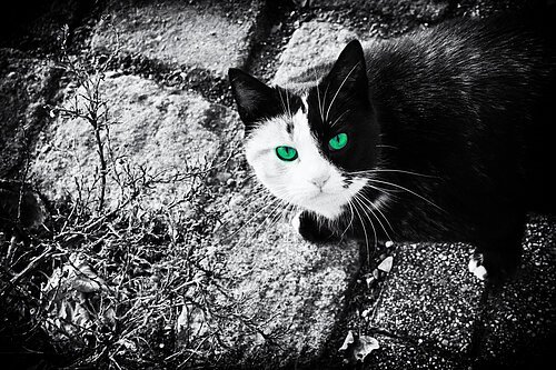 Schwarz-weiße Katze mit grünen Augen sitzt auf Steinboden neben vertrocknetem Busch.