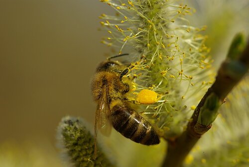 eine Honigbiene sammelt Pollen und oder Nektar an einem Weidenkätzchen