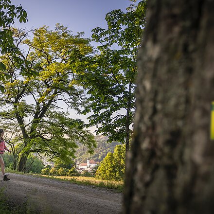 Eichstätter Panoramaweg Zwei Wanderinnen mit Rucksäcken unter alten Bäumen, Stamm mit gelbem Schild und Zahl 7 im Vordergrund.